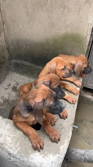 1-3 months Male Purebred Bullmastiff