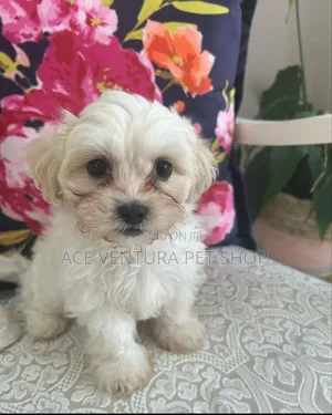 Photo - 1-3 months Male Purebred Maltese