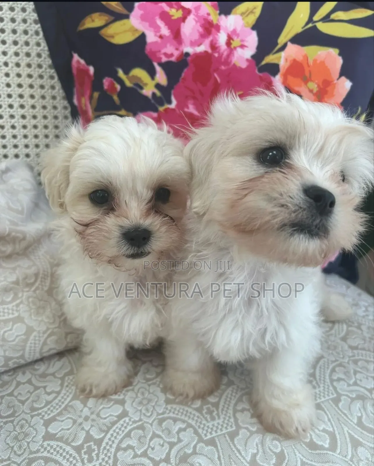 1-3 months Male Purebred Maltese