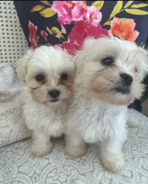 1-3 months Male Purebred Maltese