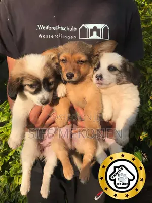 1-3 months Male Purebred Maltese