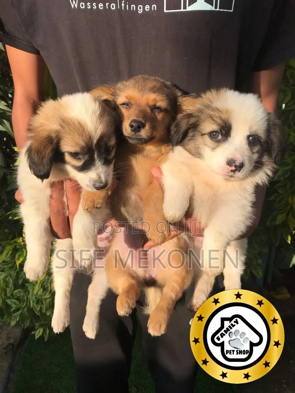 1-3 months Male Purebred Maltese