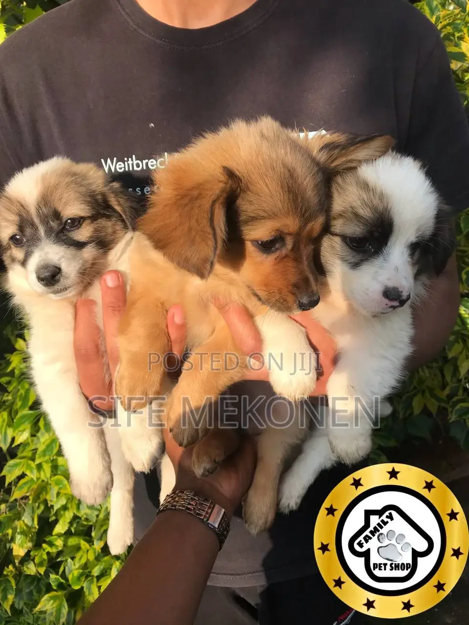 1-3 months Male Purebred Maltese