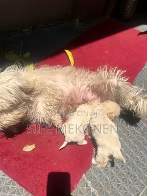 Photo - 1-3 months Male Purebred Maltese