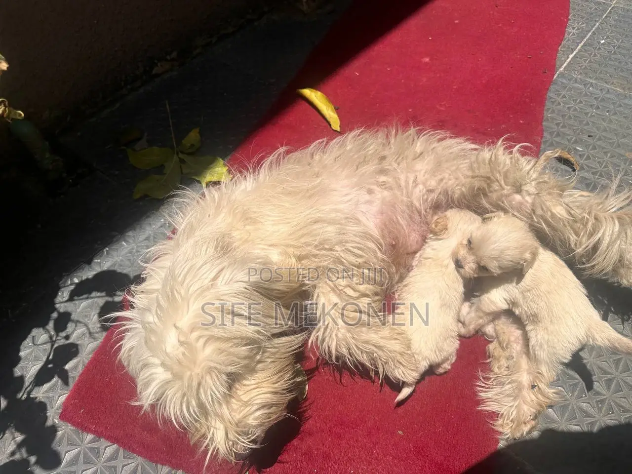 1-3 months Male Purebred Maltese