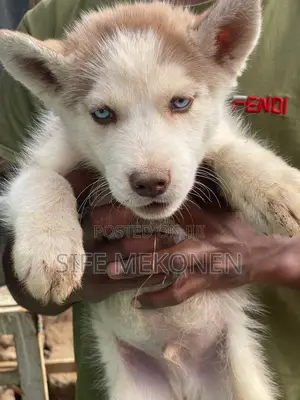 1-3 months Male Purebred Siberian Husky