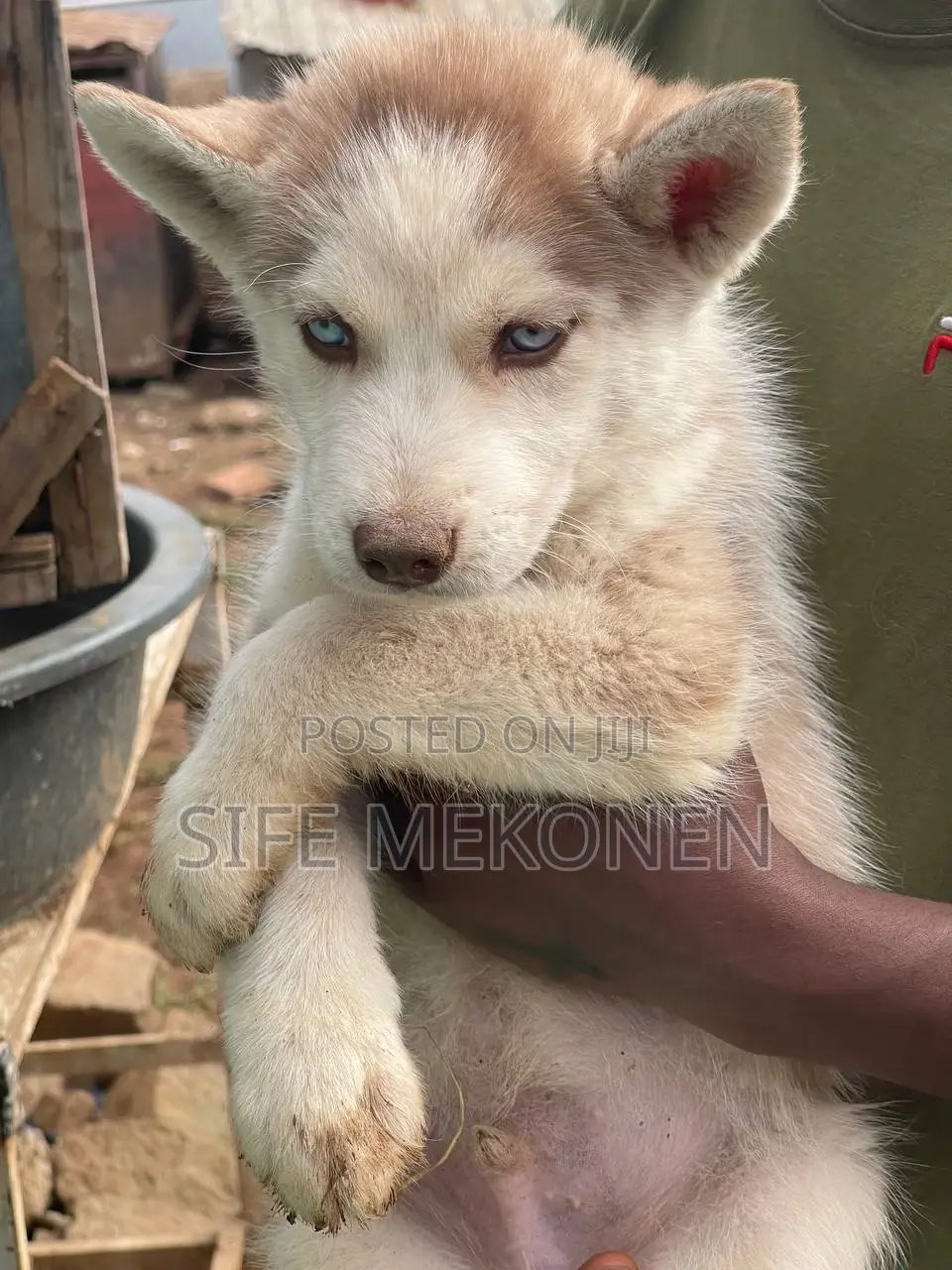 1-3 months Male Purebred Siberian Husky