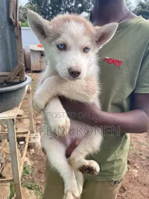 1-3 months Male Purebred Siberian Husky