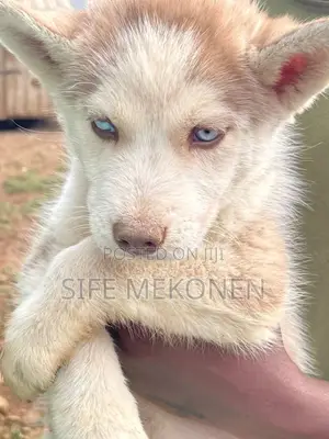 1-3 months Male Purebred Siberian Husky