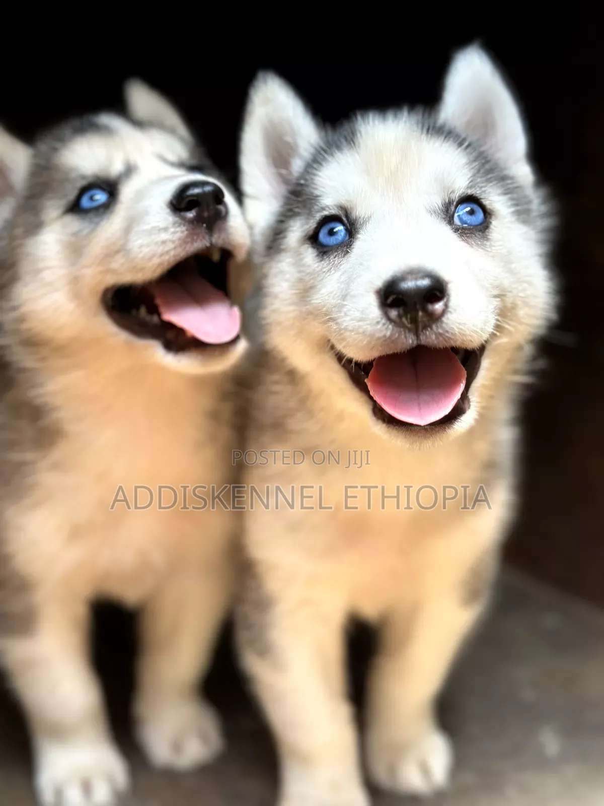 1-3 months Male Purebred Siberian Husky