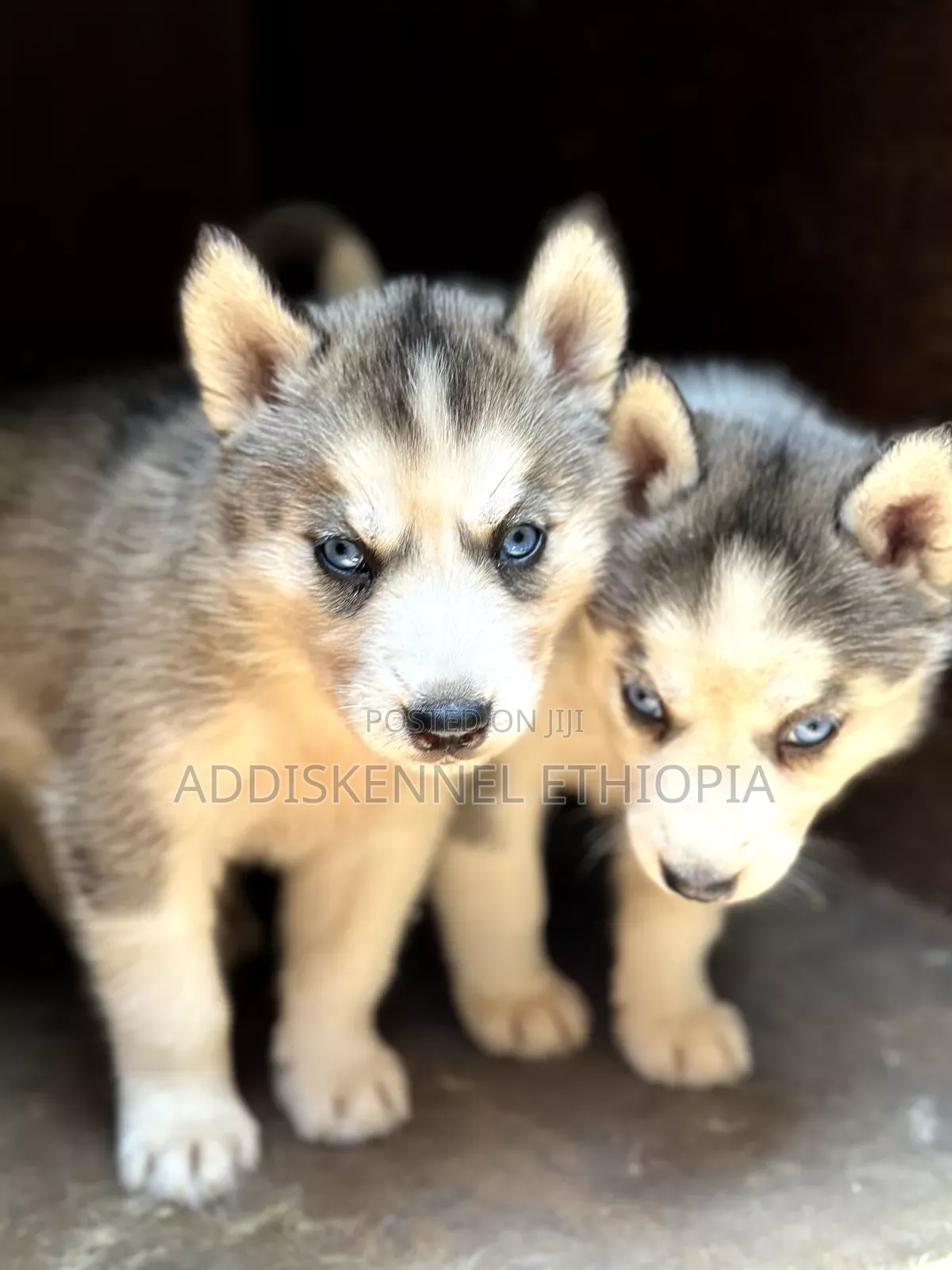 1-3 months Male Purebred Siberian Husky