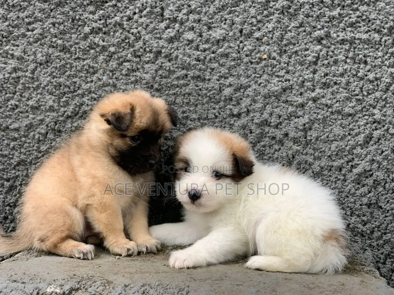 1-3 months Male Purebred Maltese