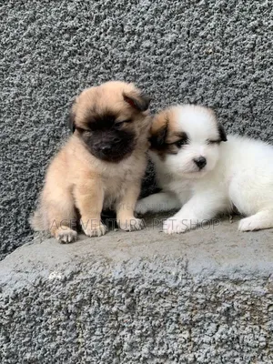 1-3 months Male Purebred Maltese