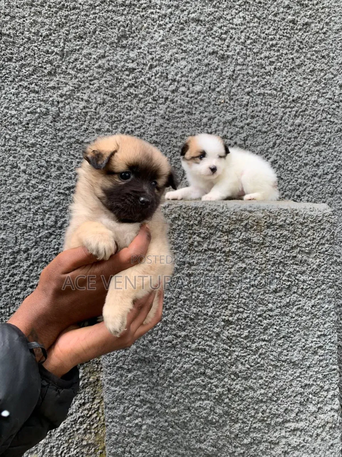 1-3 months Male Purebred Maltese