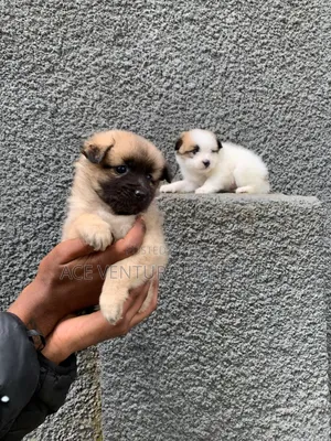 Photo - 1-3 months Male Purebred Maltese