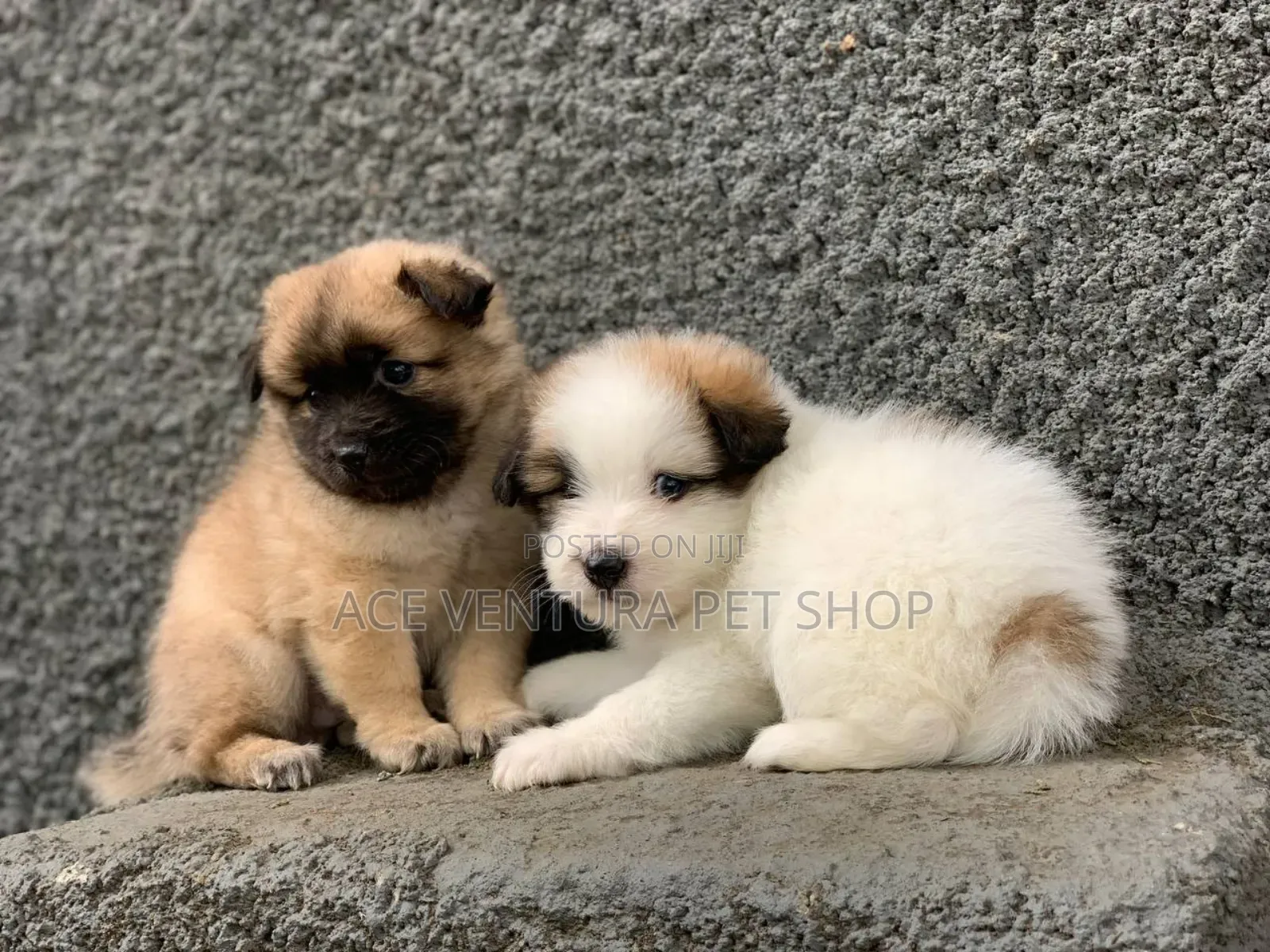 1-3 months Male Purebred Maltese