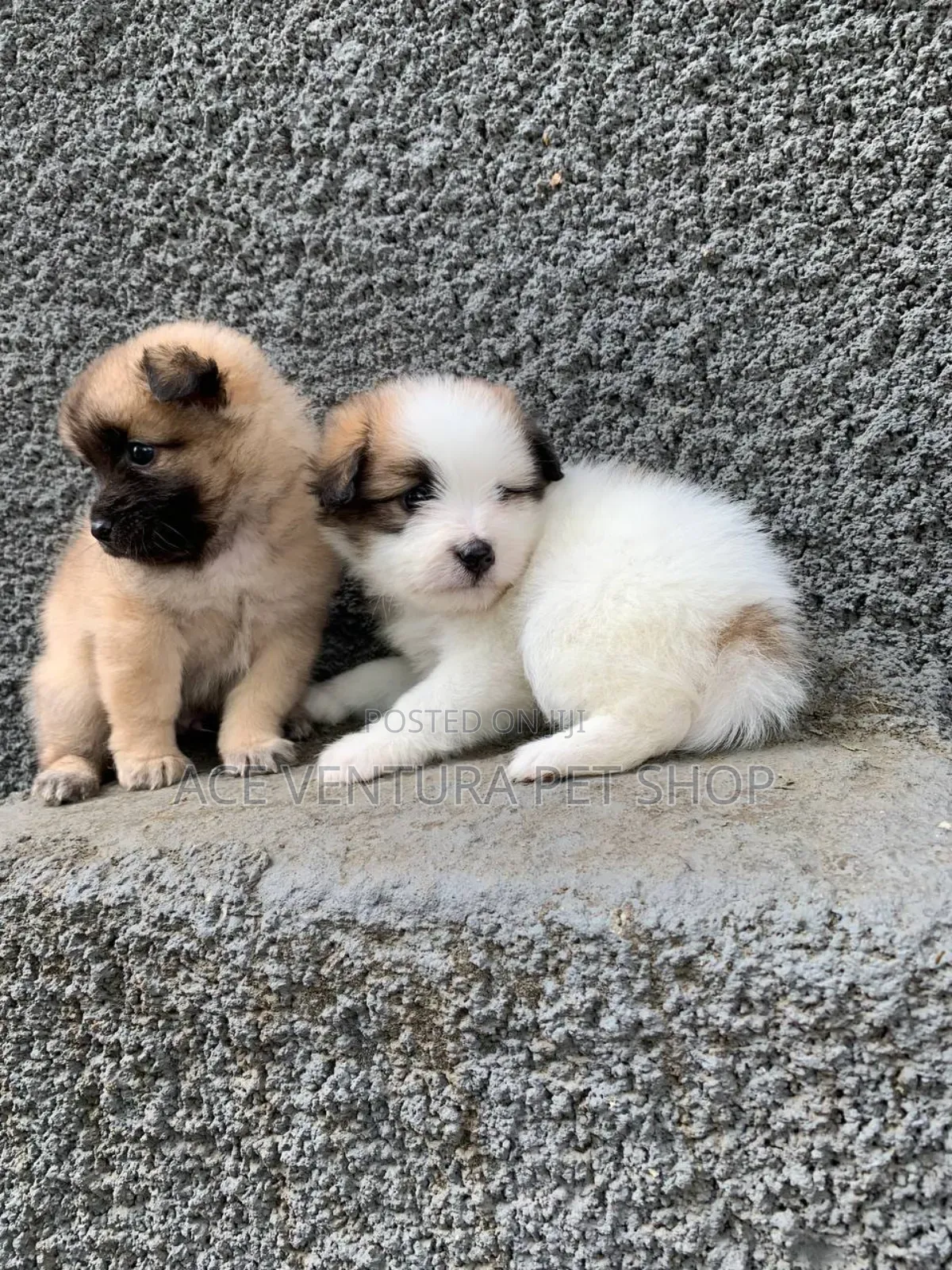 1-3 months Male Purebred Maltese