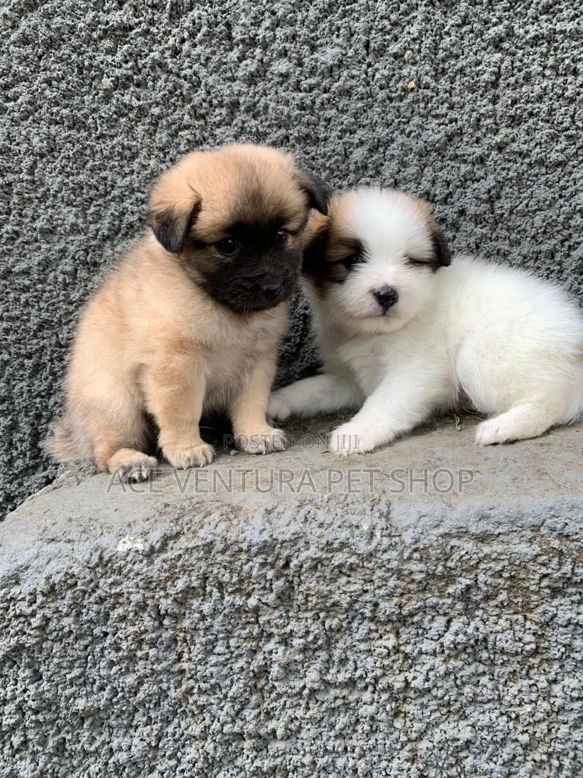 1-3 months Male Purebred Maltese