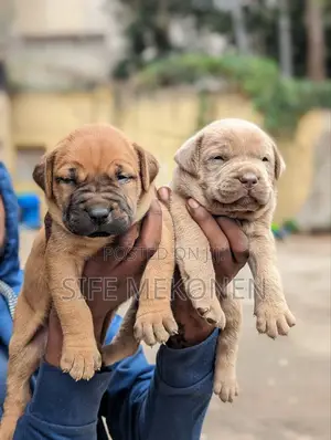 1-3 months Male Purebred American Pit Bull Terrier