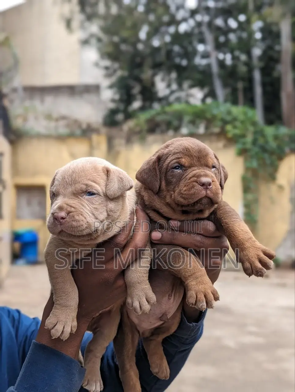 1-3 months Male Purebred American Pit Bull Terrier