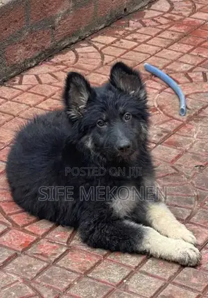 Photo - 1-3 months Male Purebred German Shepherd