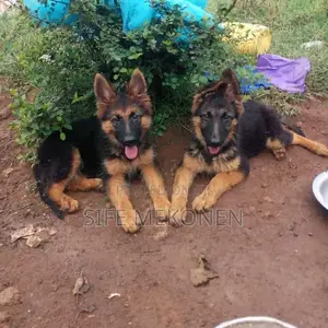Photo - 1-3 months Male Purebred German Shepherd