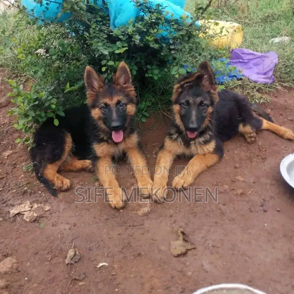 1-3 months Male Purebred German Shepherd