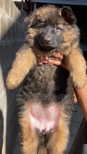 Photo - 1-3 months Male Purebred German Shepherd