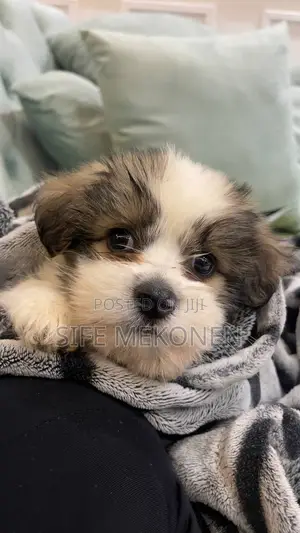 Photo - 1-3 months Male Purebred Maltese