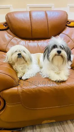 1-3 months Male Purebred Maltese