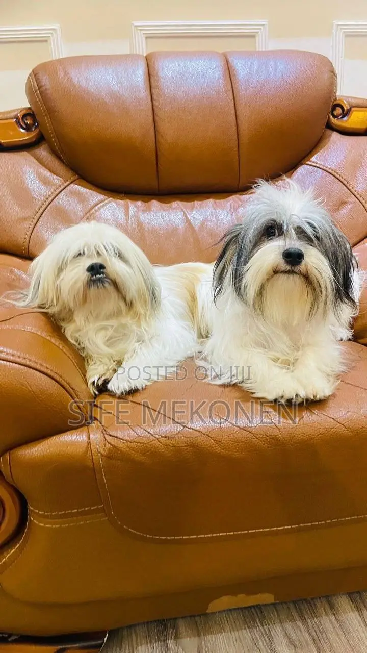 1-3 months Male Purebred Maltese