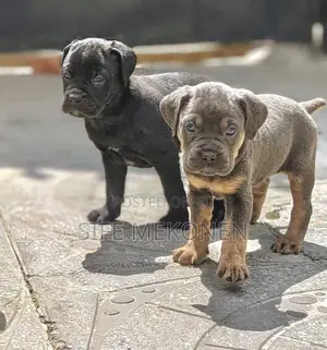 1-3 months Male Purebred Bullmastiff