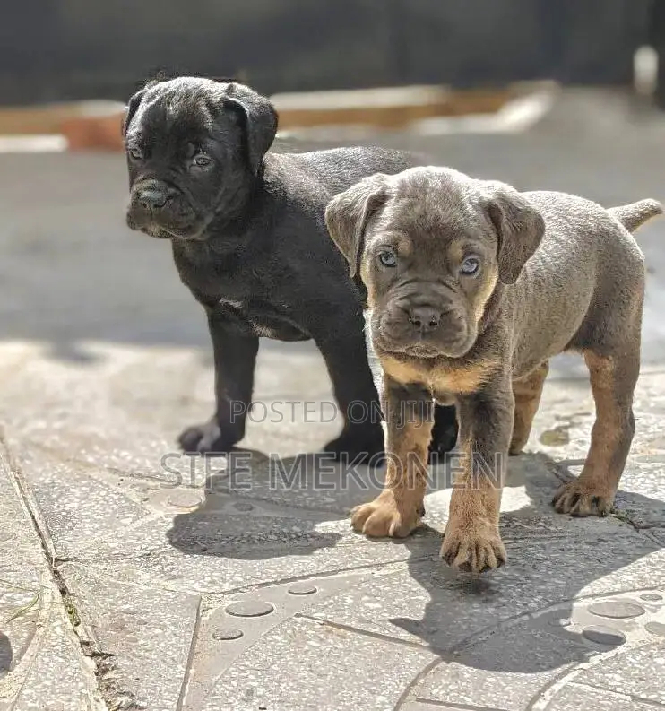 1-3 months Male Purebred Bullmastiff