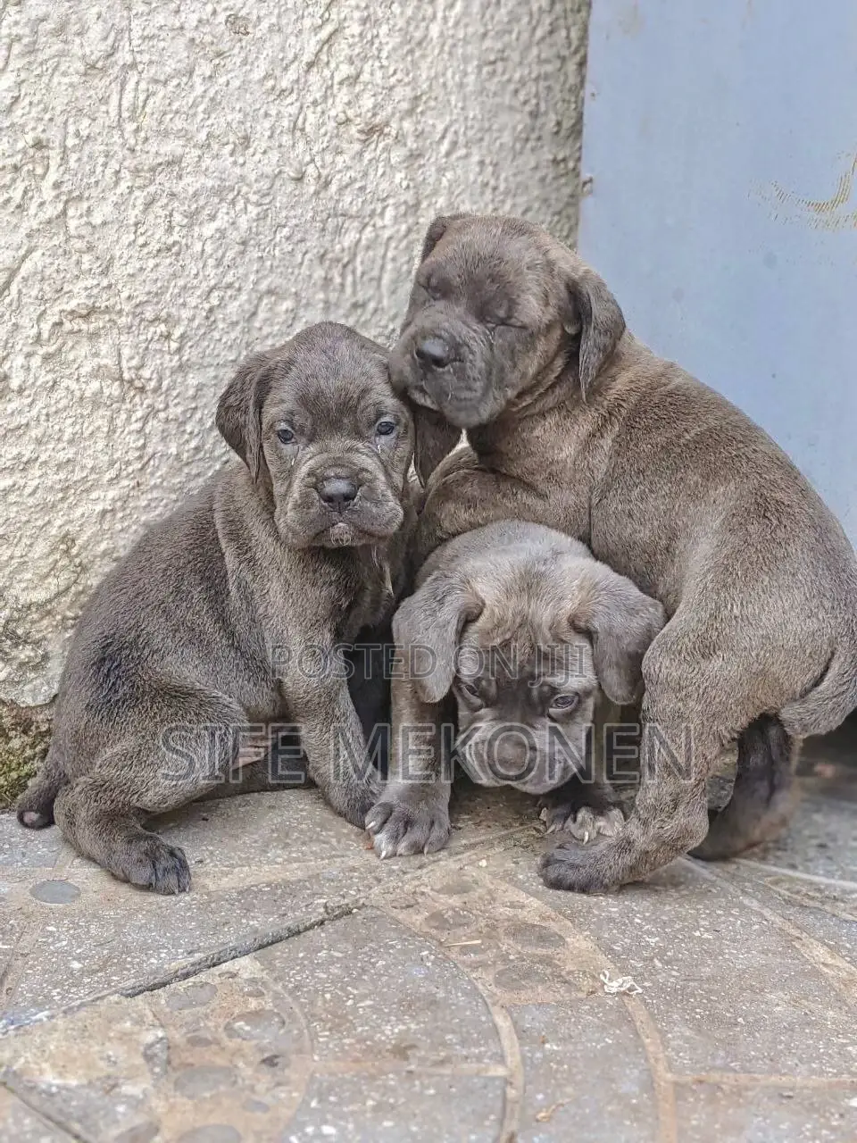 1-3 months Male Purebred Bullmastiff