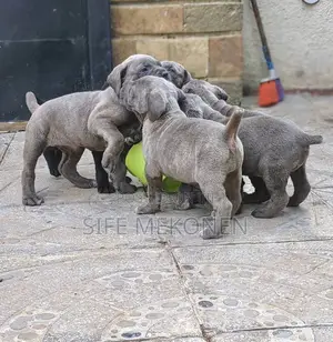 1-3 months Male Purebred Bullmastiff