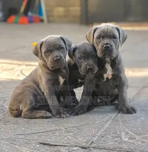 Photo - 1-3 months Male Purebred Bullmastiff