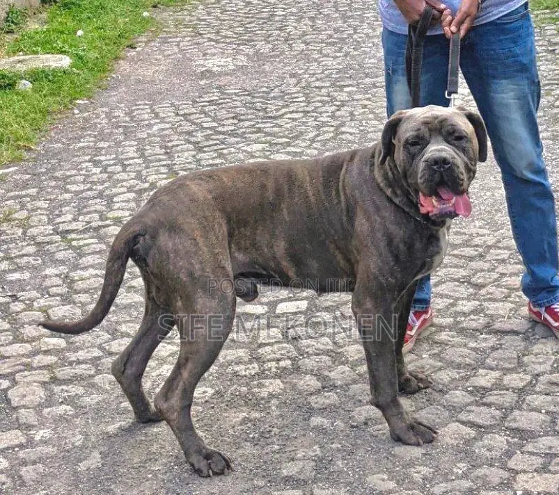 1-3 months Male Purebred Bullmastiff