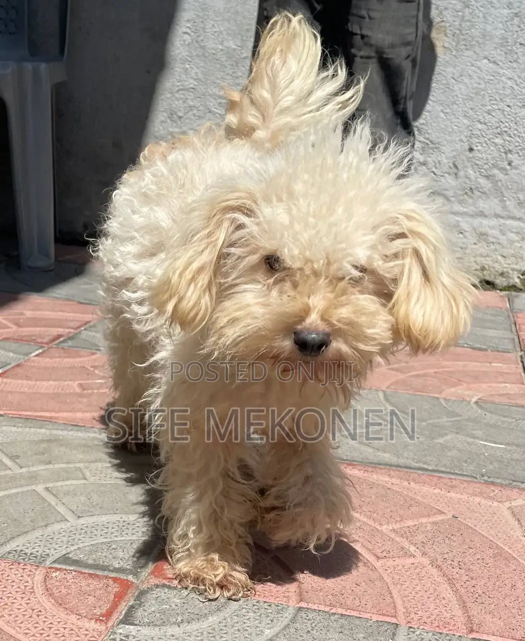 6-12 months Female Purebred Maltese