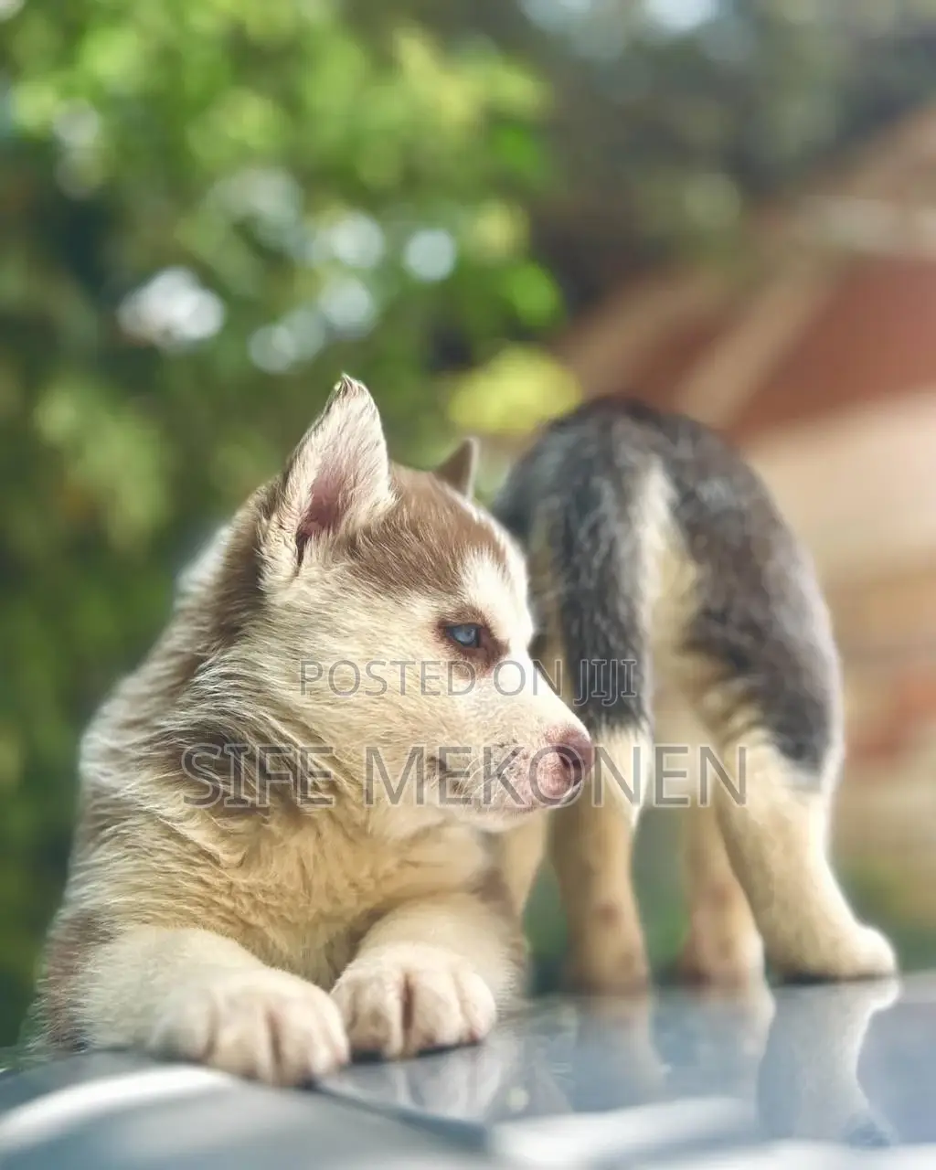 1-3 months Male Purebred Siberian Husky