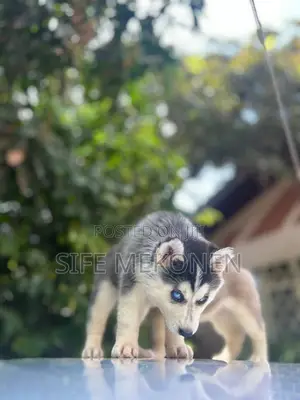 Photo - 1-3 months Male Purebred Siberian Husky