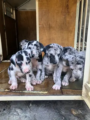 Photo - 1-3 months Male Purebred Great Dane