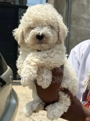 Photo - 1-3 months Male Purebred Poodle