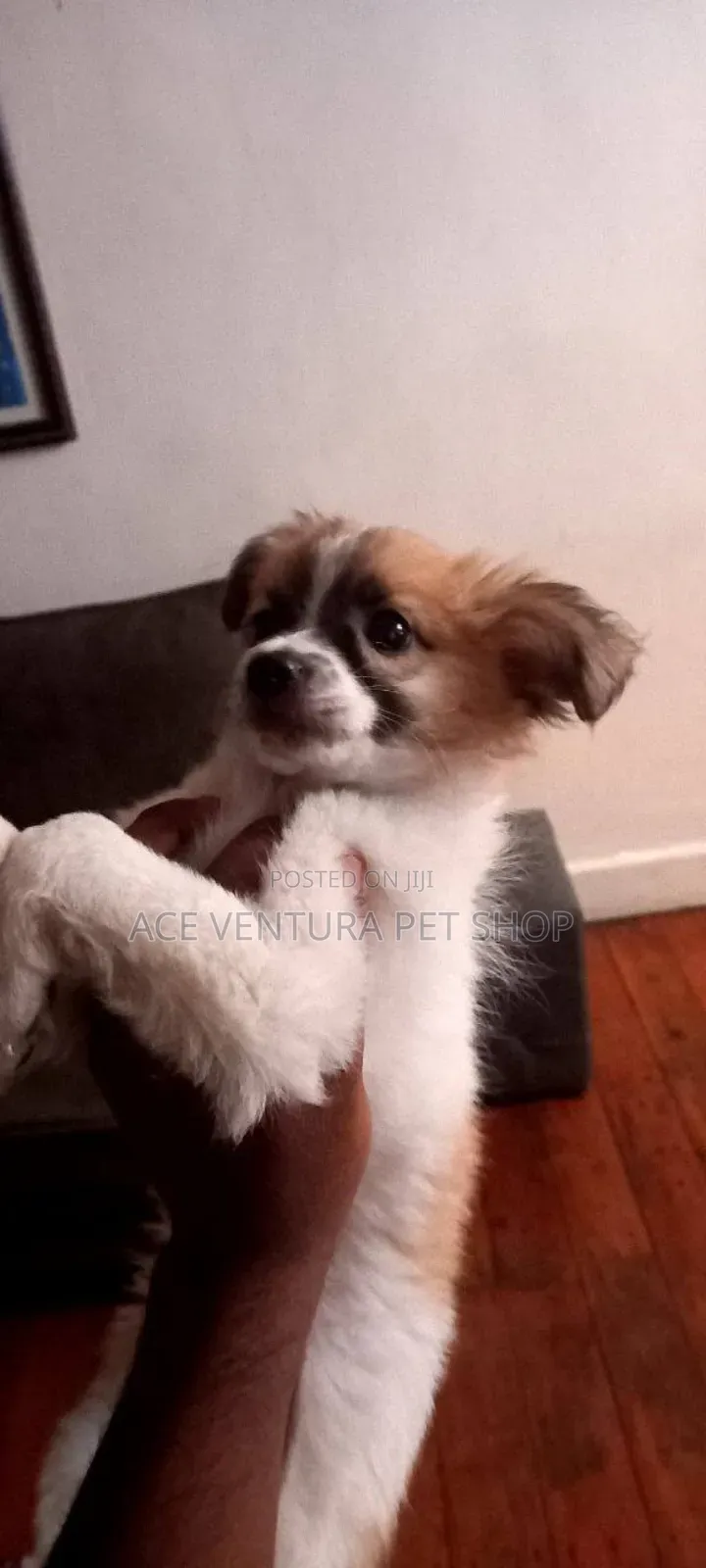 1-3 months Male Purebred Maltese