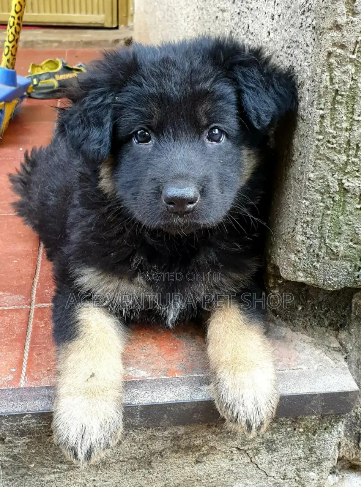 1-3 months Male Purebred German Shepherd