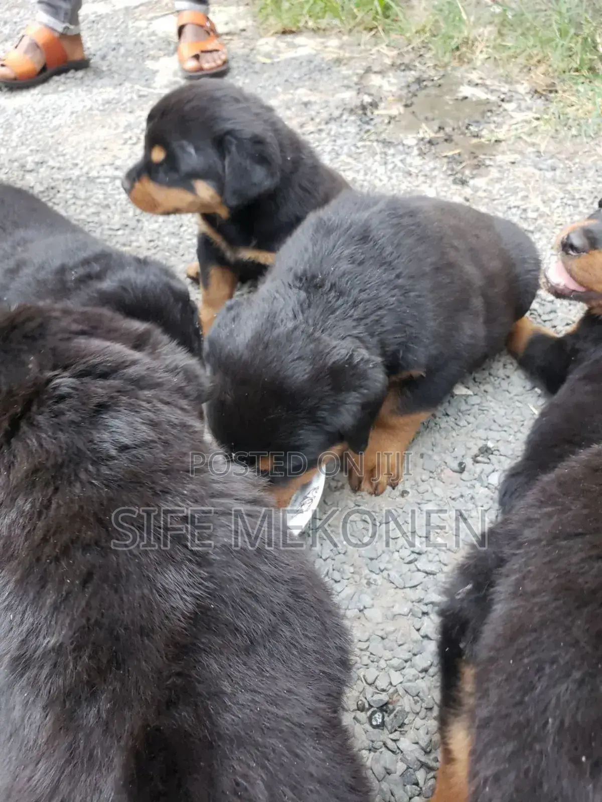 1-3 months Male Purebred Rottweiler