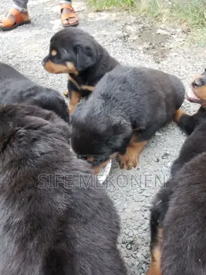 1-3 months Male Purebred Rottweiler