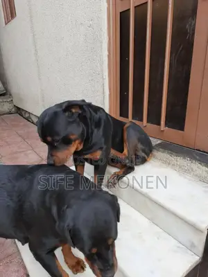 1-3 months Male Purebred Rottweiler