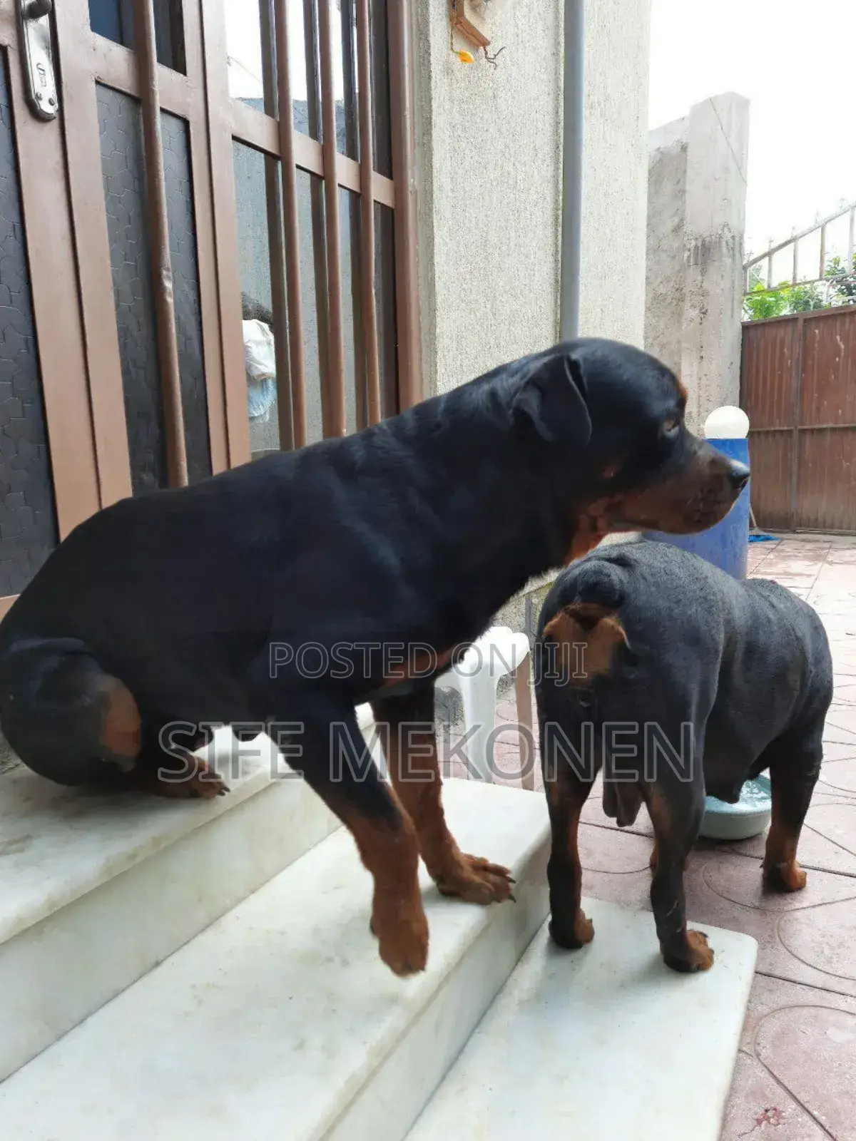 1-3 months Male Purebred Rottweiler