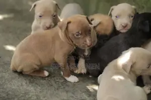 Photo - 1-3 months Male Purebred American Pit Bull Terrier