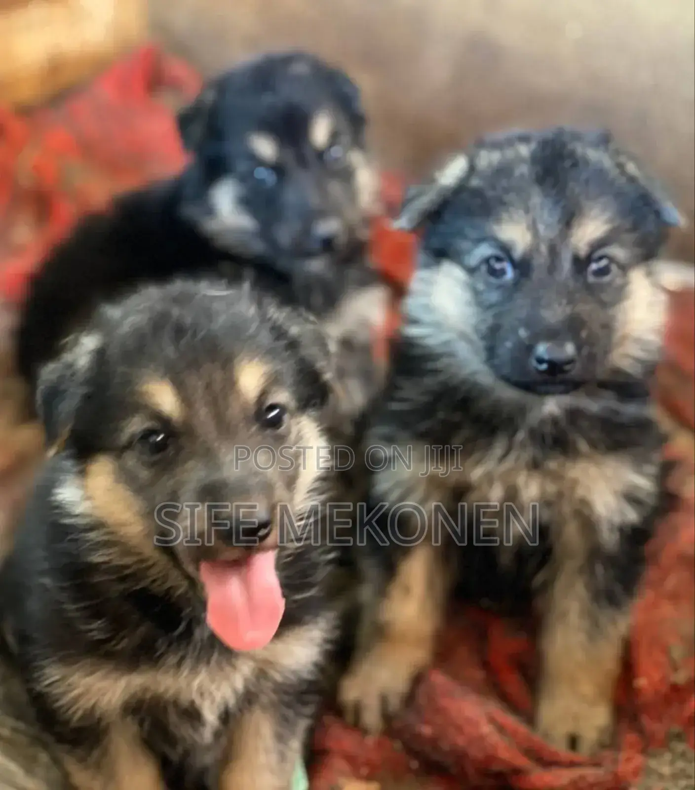 1-3 months Male Purebred German Shepherd